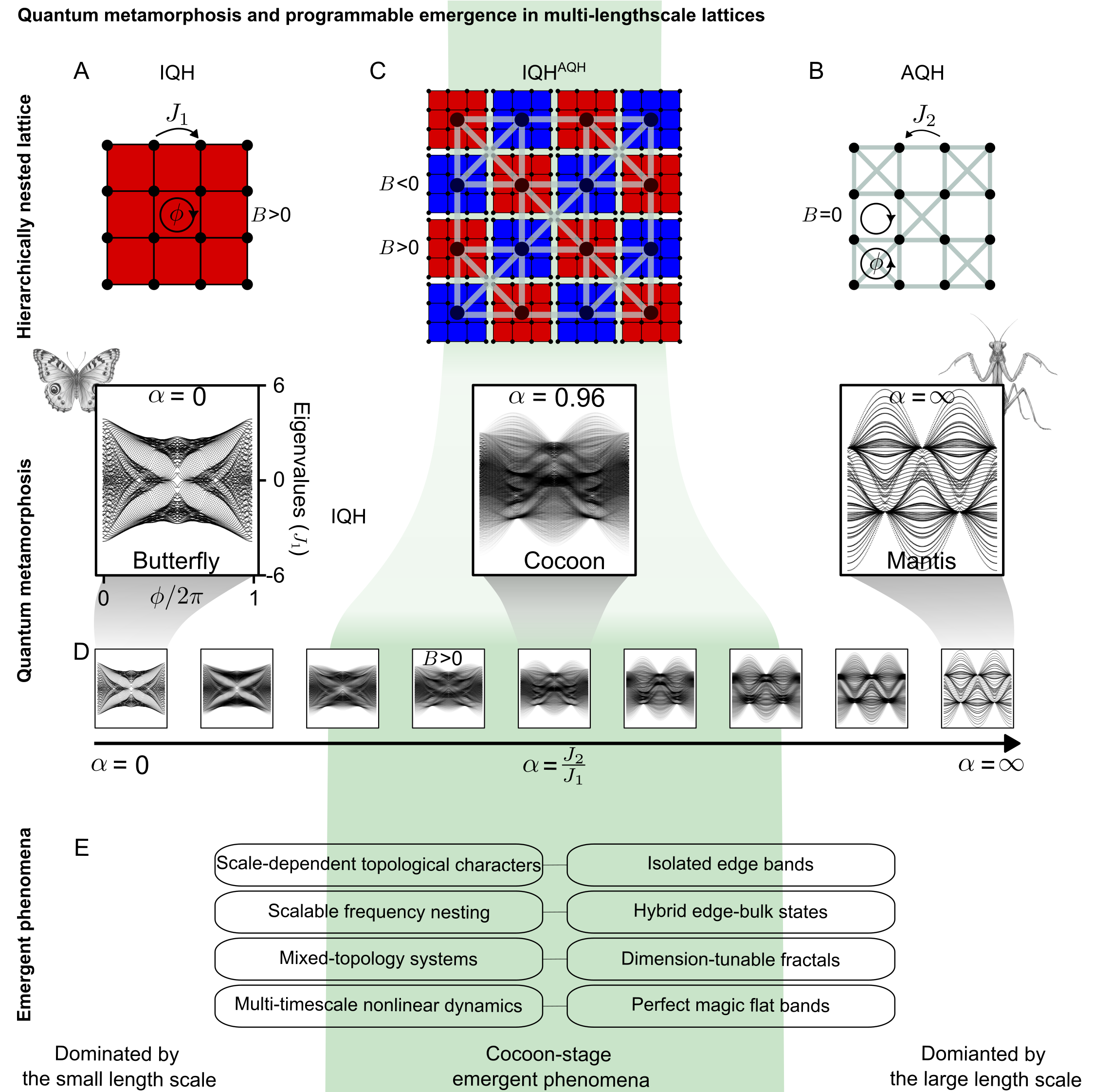 Quantum Metamorphosis: Programmable Emergence and the Breakdown of Bulk-Edge Dichotomy in Multiscale Systems